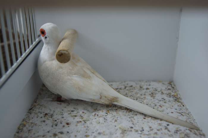 diamantduiven gevraagd, zie foto's