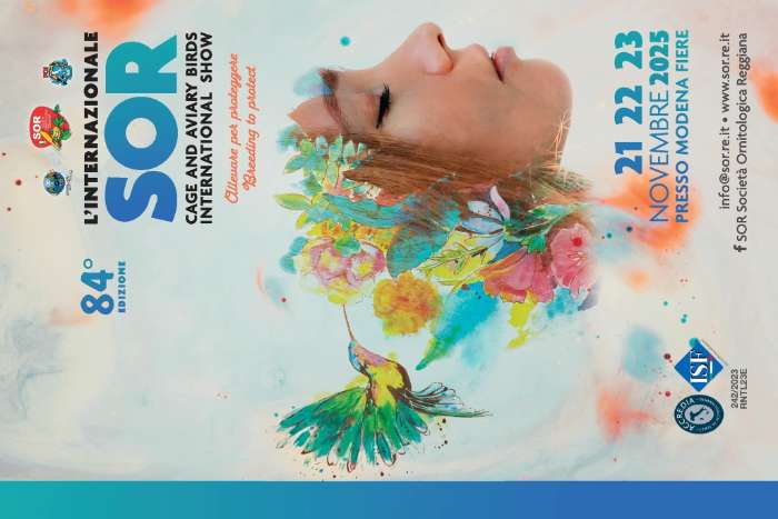 looking pyrrhuloxua phoeniceus