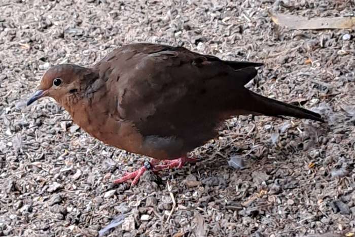 2 duivinnen grayson duif