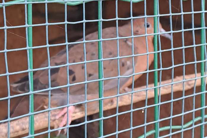 2 duivinnen grayson duif