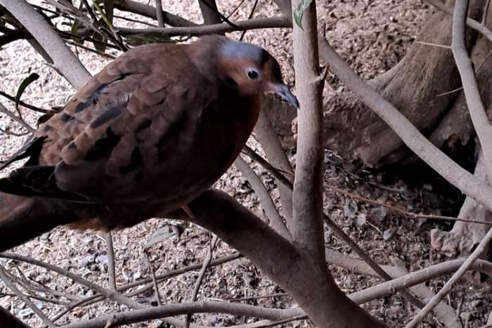 2 duivinnen grayson duif