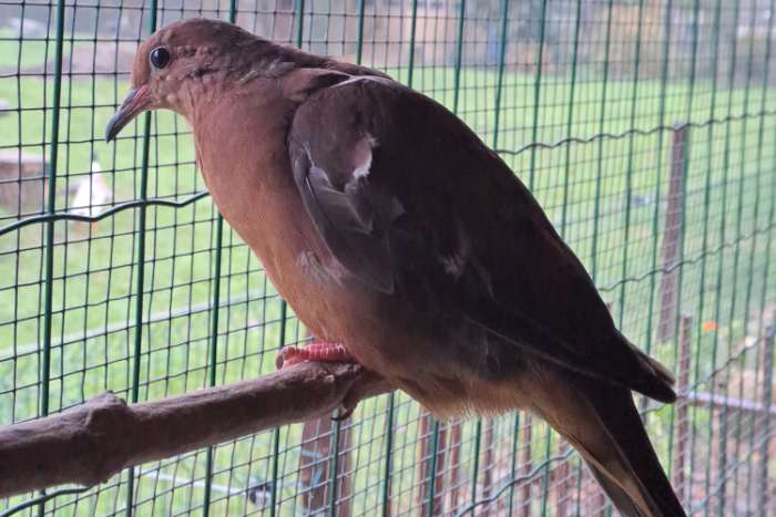 2 duivinnen grayson duif