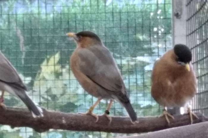 1-0 pagode spreeuw 2025