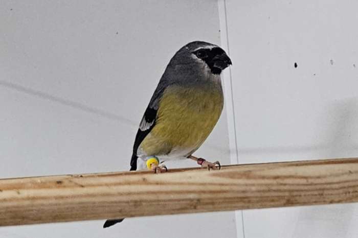 masker goudvink man 2024