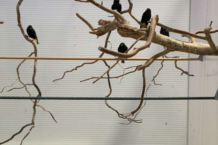 zwarte sijzen- koppel