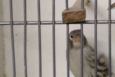 achat weiß rezessiv in opal, split topas