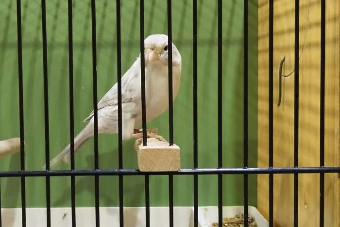 achat weiß rezessiv in opal, split topas