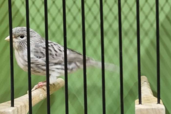 achat weiß rezessiv in opal, split topas