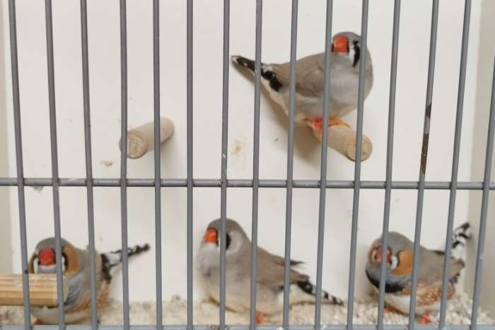 tt zebrafinken hellrücken grau