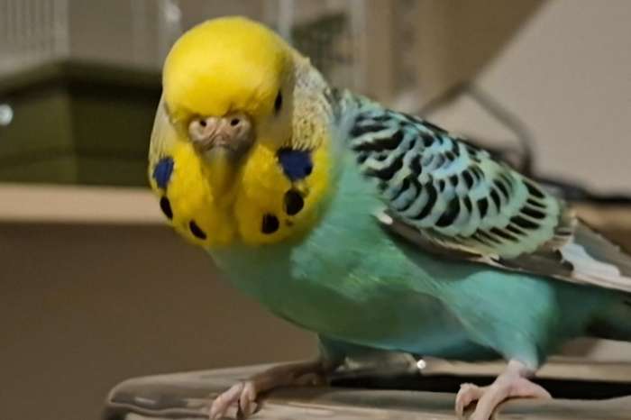 volwassen, handtam vrouwtje