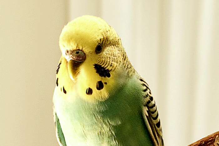 volwassen, handtam vrouwtje