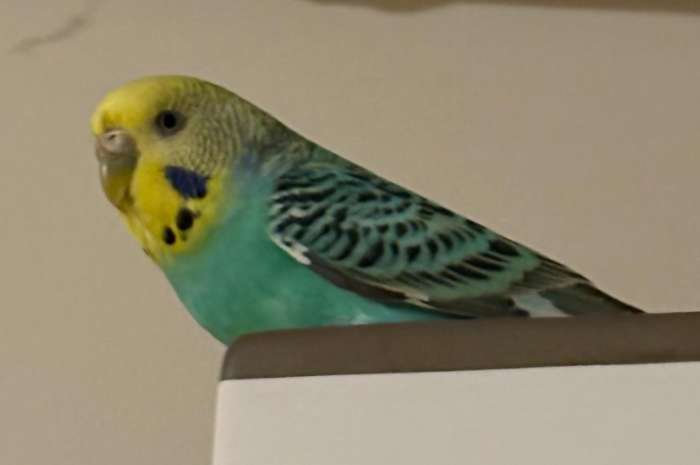 volwassen, handtam vrouwtje