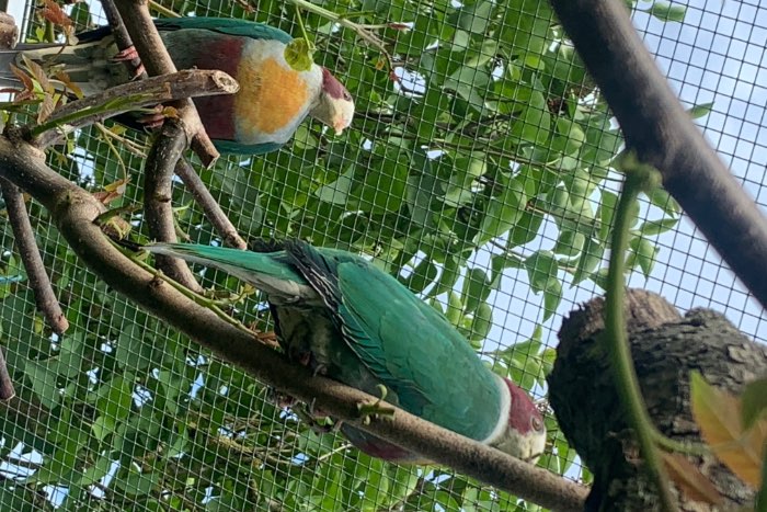 fruitdove