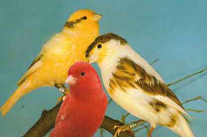 vogeltentoonstelling eerste utrechtse kanarie vereniging.