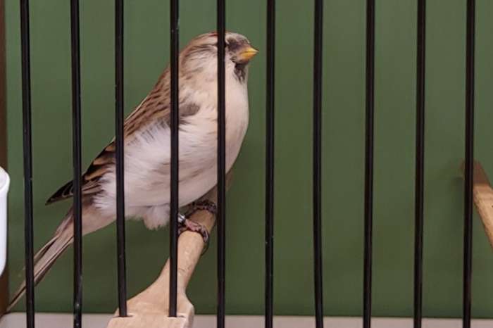 wistuitbarmsijzen mannen 2025