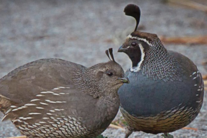 californische kuifkwartels