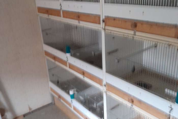 kweekkooien voor agaponiden