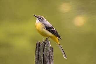 grote gele kwikstaart