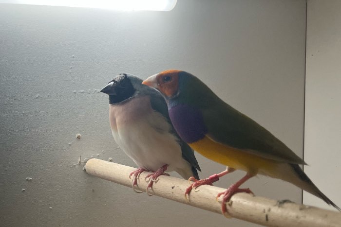 te koop gouldamadine