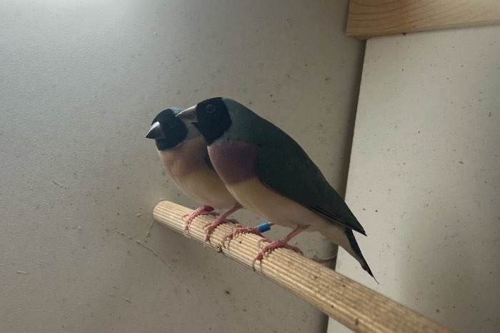 te koop gouldamadine