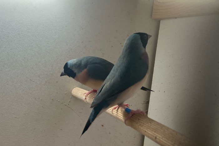 te koop gouldamadine