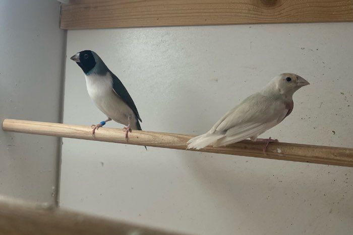 te koop gouldamadine