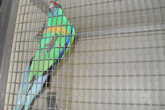 nu thuis div parkieten