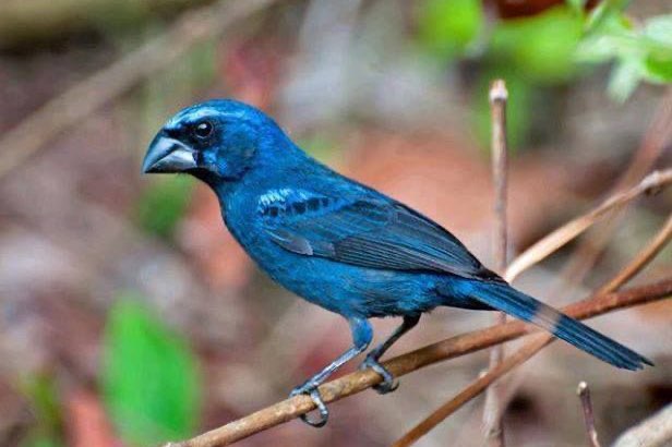 braziliaanse bischoppen (cyanocompsa brissonii)