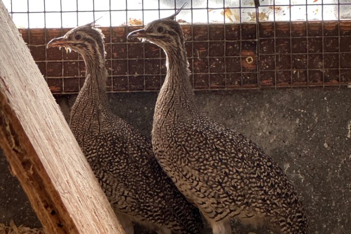 2 kuif tinamoe 2025, crested tinamou, eudromia elegans
