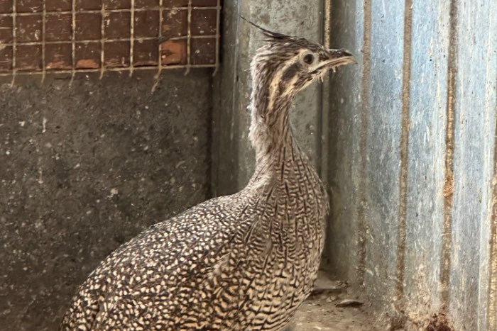 2 kuif tinamoe 2025, crested tinamou, eudromia elegans