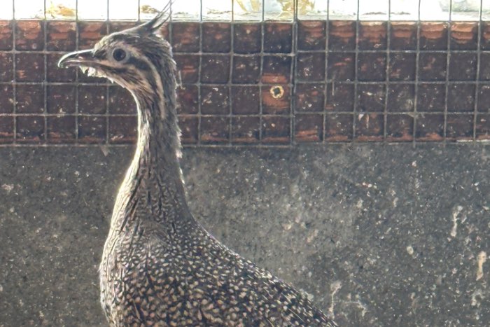 2 kuif tinamoe 2025, crested tinamou, eudromia elegans