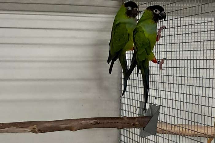 koppel zonparkieten en nandaya parkieten