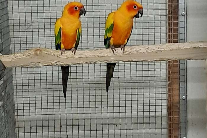 koppel zonparkieten en nandaya parkieten