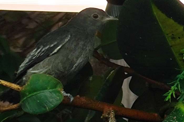 0,1 pompadour cotinga