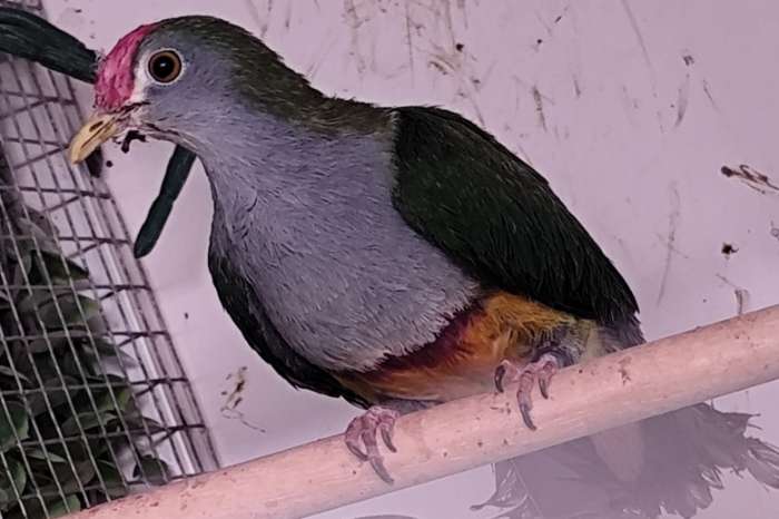 1,0 ptilinopus pulchellus 2025