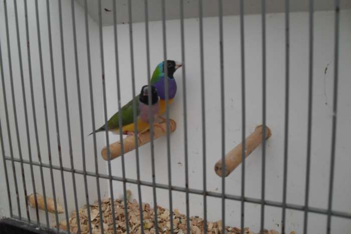 vele tropische vogeltjes