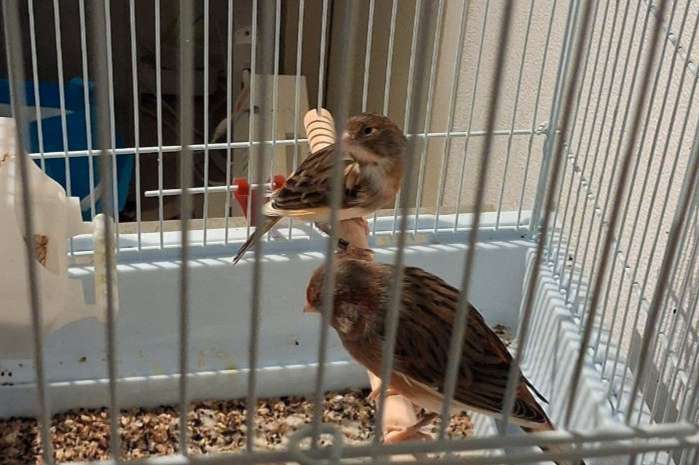 harlekijn kanaries 2 stuks