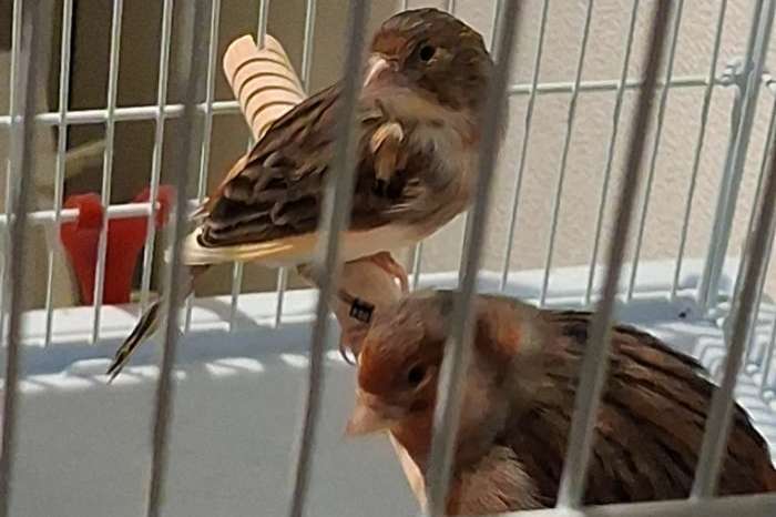 harlekijn kanaries 2 stuks