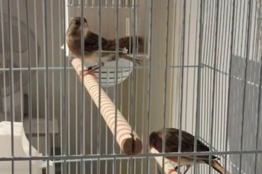 harlekijn kanaries 2 stuks