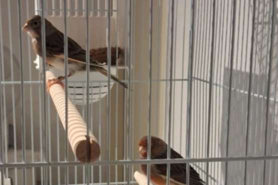 harlekijn kanaries 2 stuks