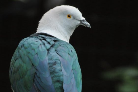 available for modena intern. birds market 21/22/23 nov.