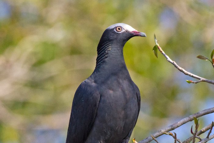 available for modena intern. birds market 21/22/23 nov.