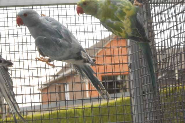 halsbandparkieten rec bont 2025