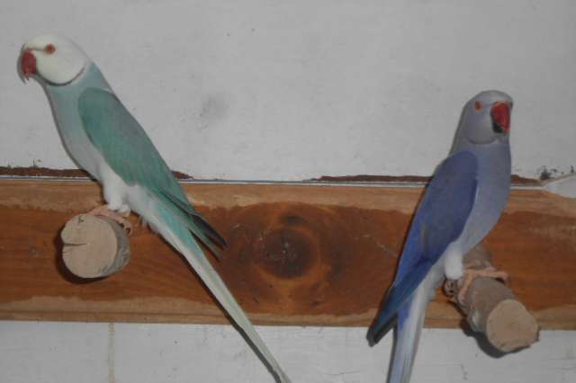 kweekrype halbandparkieten