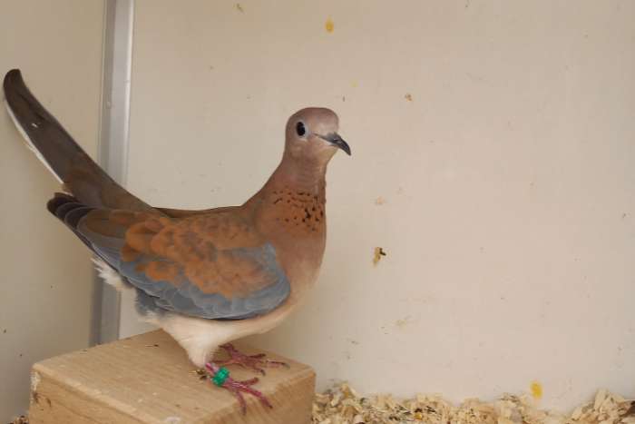 wildkleur senegaltortels