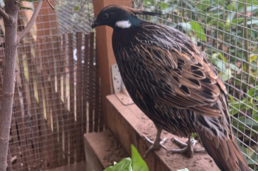 koklas/crax daubentoni/germain pheacockpheasant /arbophila