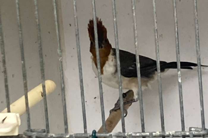 roodkuifkardinaalman 2025 met dna