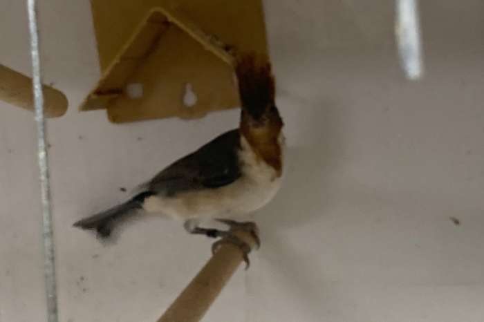 roodkuifkardinaalman 2025 met dna