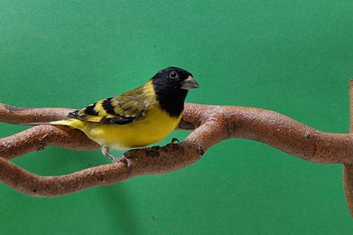 zwartkopsijzen split