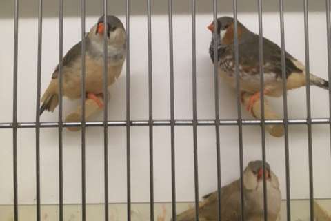 zwartborst / split oranjeborst